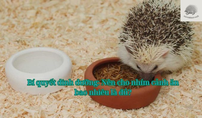 Bí quyết dinh dưỡng: Nên cho nhím cảnh ăn bao nhiêu là đủ?