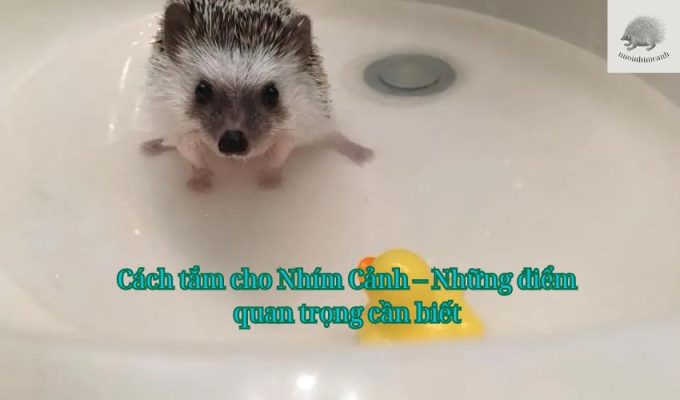 Cách tắm cho Nhím Cảnh – Những điểm quan trọng cần biết