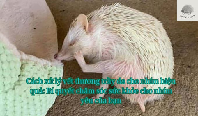 Cách xử lý vết thương trầy da cho nhím hiệu quả: Bí quyết chăm sóc sức khỏe cho nhím yêu của bạn