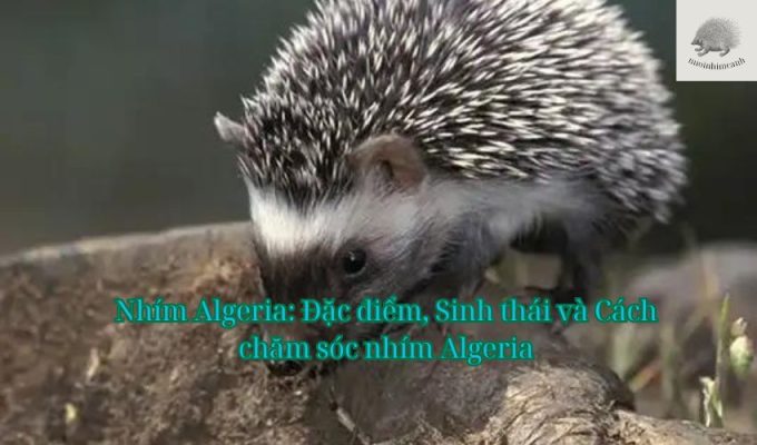 Nhím Algeria: Đặc điểm, Sinh thái và Cách chăm sóc nhím Algeria