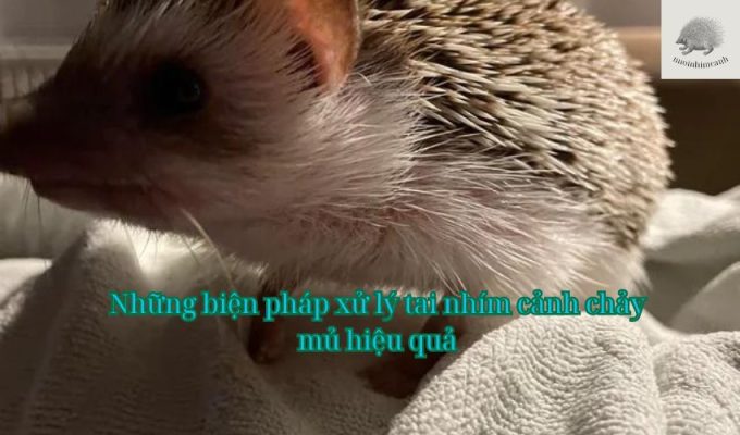 Những biện pháp xử lý tai nhím cảnh chảy mủ hiệu quả